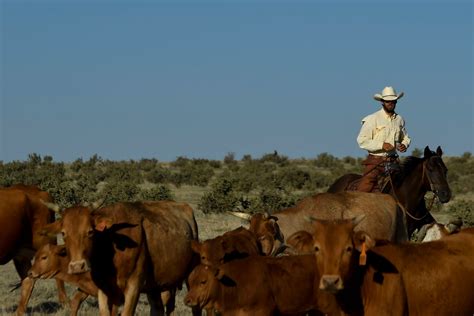 Editorial: Colorado Land Board may swap horses midstream at Chico Basin Ranch